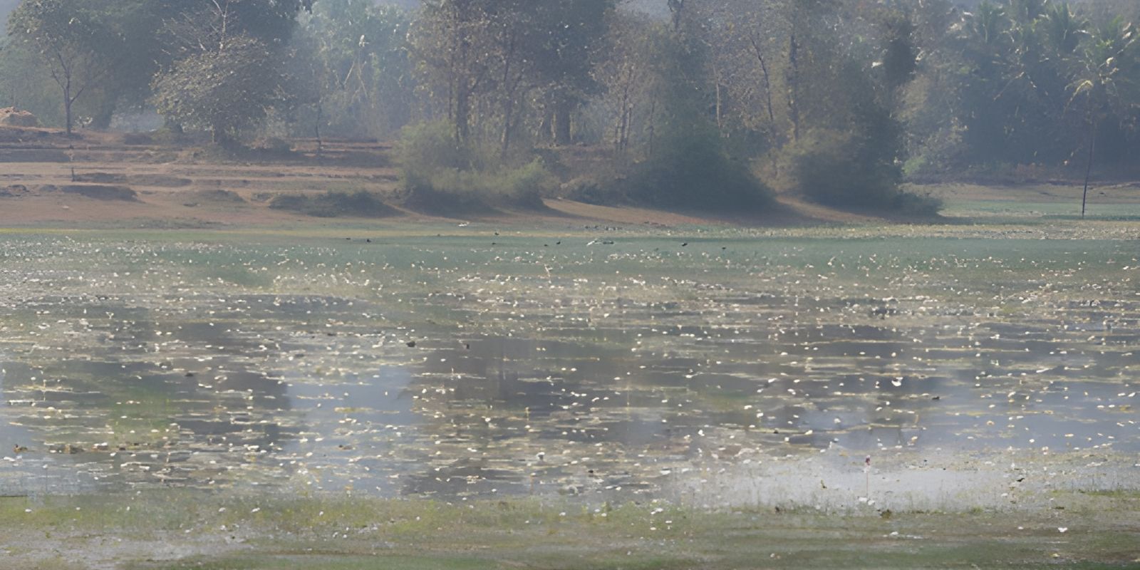 WETLAND CURTORIM.jpg